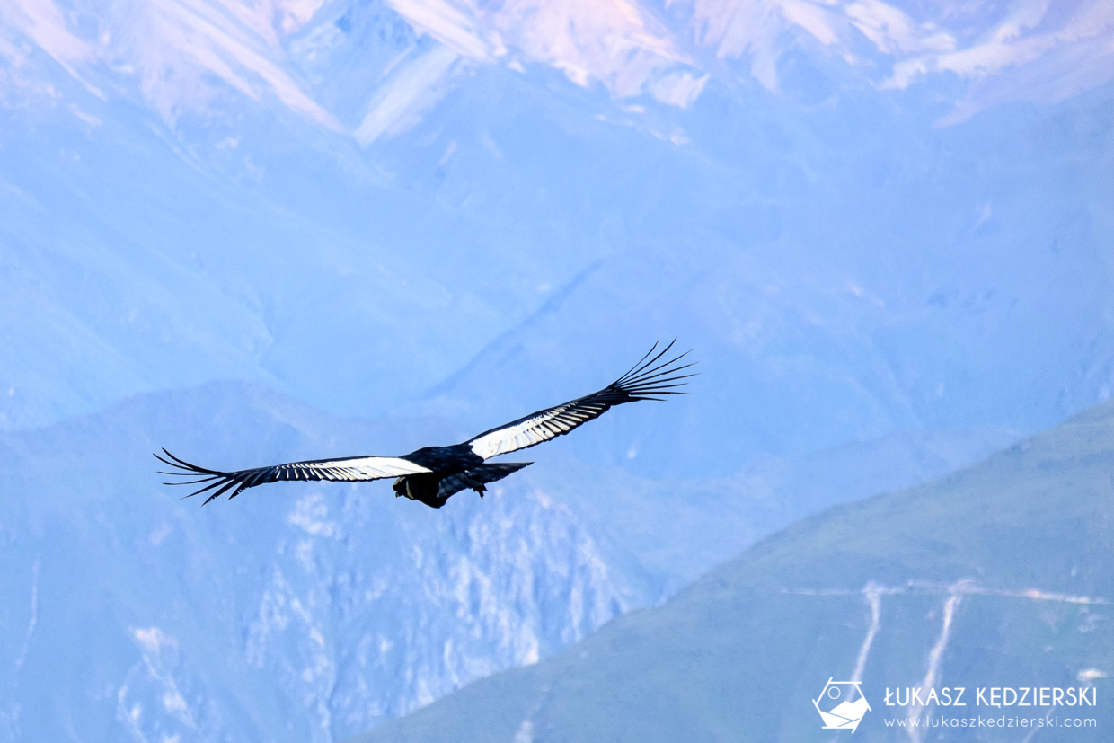 wakacje w peru cruz del condor kondora